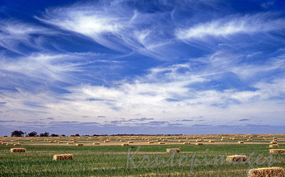 Hay bales wait in the paddocks to be collected during harvesting-Victoria