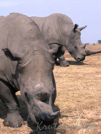 rhinocerous graze at Werribee open range zoo