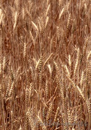 wheat field close up NSW