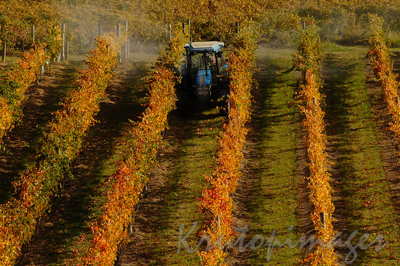 Spraying the garevines during autumn in the Yarra Valley-3