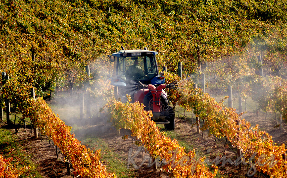 Spraying the garevines during autumn in the Yarra Valley