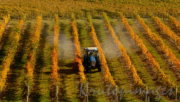 Spraying the garevines during autumn in the Yarra Valley-2