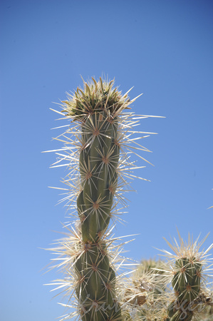 Cactus in Arizona with big spikes.