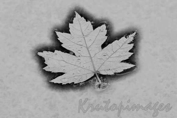 Floating leaf in b& white