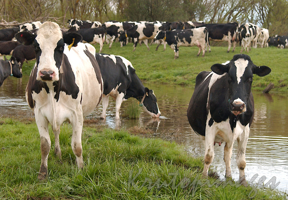 Friesian cattle at a watering hole on route to milking sheds