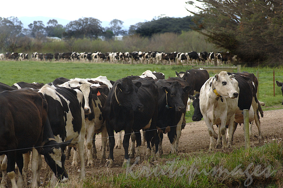 Friesian milking cattle moving to the milking sheds