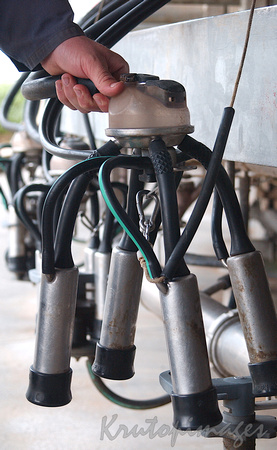 Dairy farming-milking machinery as used by farmers with rotart machinery in their yards.