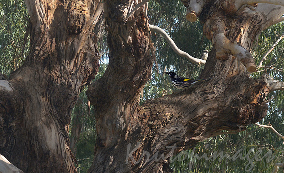 Honeyeater rest on the boughs of a huge gumtree at Wilson Promontory
