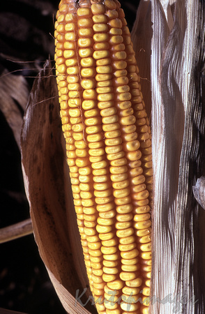 maize in field
