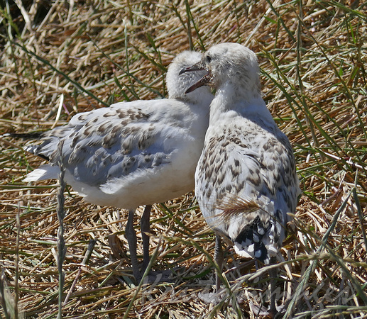 seagull chicks stand in the grassy hills of Phillip Island victoria