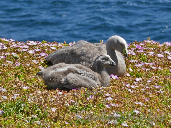 Cape Barren goose and chick rest on the Phillip Island outcrop-Victoria