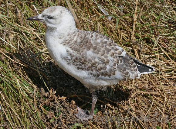 Seagull chick stands alone on a grassy hill at Phillip Island