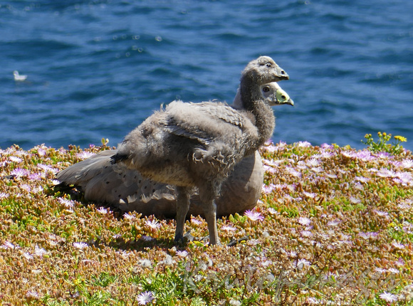Cape Barren goose and chick stand on the Phillip Island outcrop-Victoria