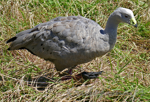 Cape Barren Goose wanders through the grassy hills of Phillip Island Victoria
