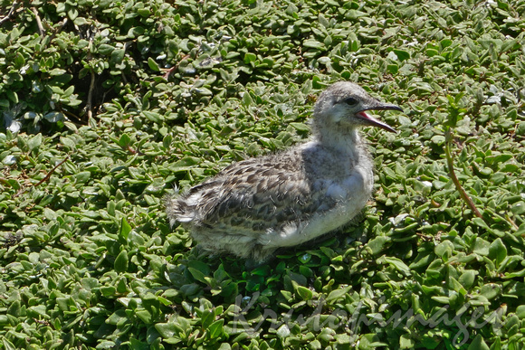 Seagull chick screeching for parents attention-Phillip Island