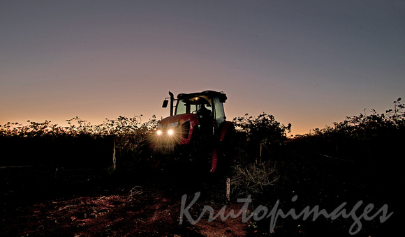 sunrise -working the vines in Sunraysia district Victoria