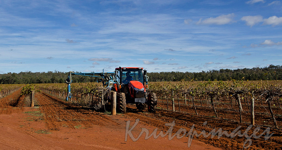 Tractor at work maintaining the vineyards and plant crops