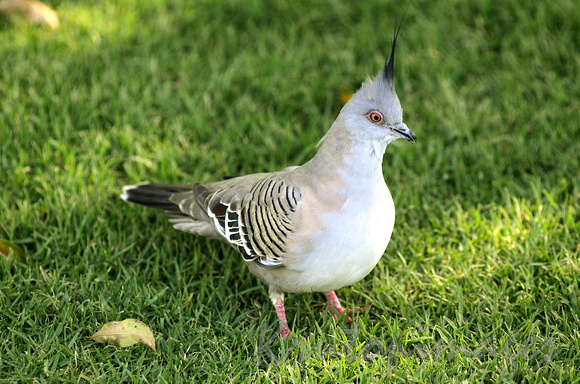 Crested Pigeon - abird found throughout mainland Australia , except th northern most tropical regions