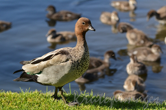 Mother Duck stands watch over ducklings in the lake