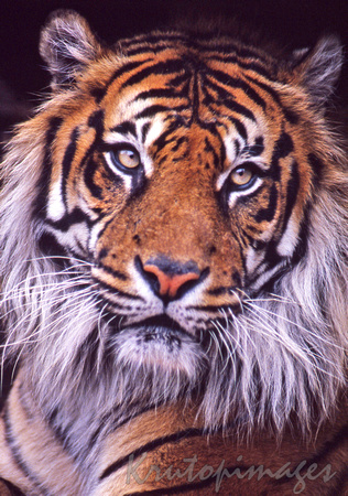 Tiger headshot-portrait up close