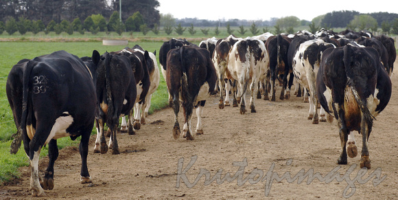 cows-milking time at the dairy- Friesian cows