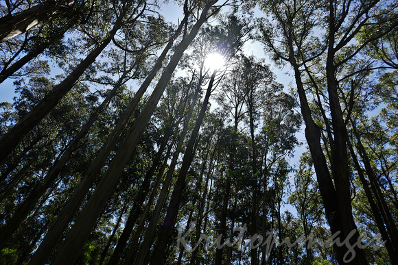 Sherbrooke forest inthe dandenong Ranges Victoria
