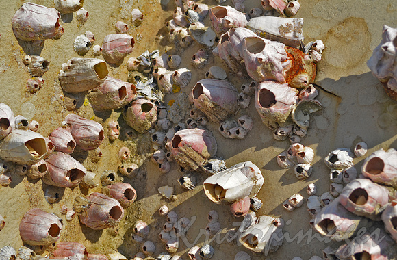 Barnacles-detail of empty barnacle shells clustered over a steel section of a platform strut removed during maintenance in Bass Strait