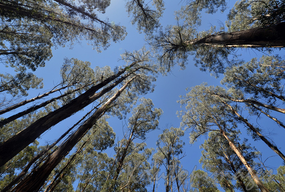 trees looking up