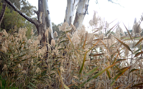 Murray River Victoria with tall grasses and gum trees in the foreground.