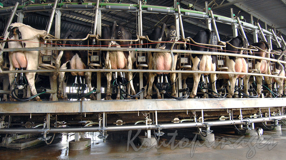 Dairy industry, milking carousel