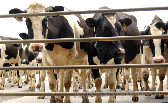 Dairy industry Friesian cattle in milking yards
