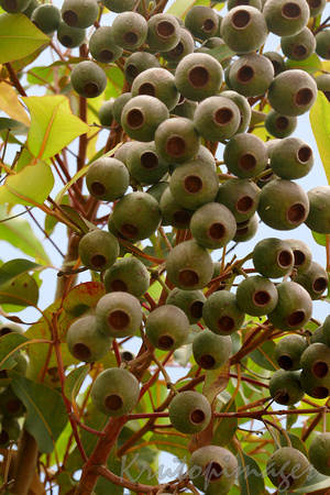 Gumnuts hang from a eucalypt in the Royal Botanic Gardens