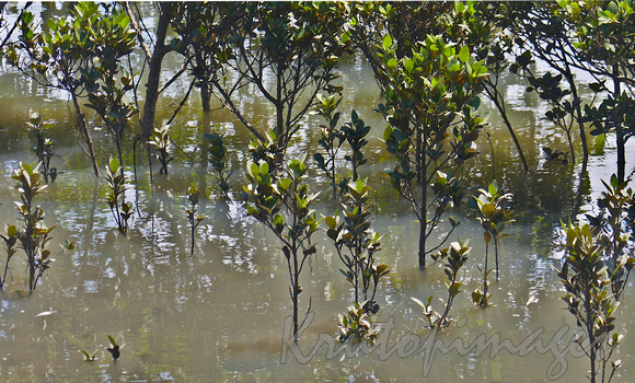 Mangroves grow in the shallows of Tooradin foreshore Victoria