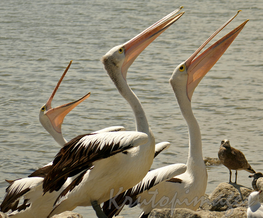 Pelicans on the foreshore -Tooradin
