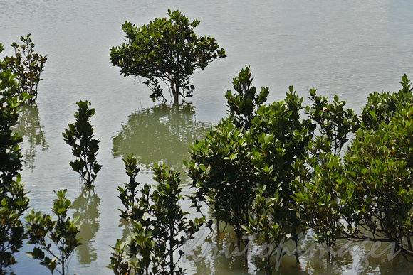 Mangroves grow in the shallows of Tooradin foreshore Victoria-2