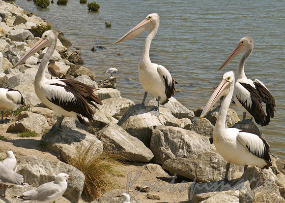 Agroup of pelicans on the rocky foreshore of Tooradin