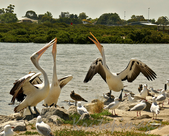 Pelicans on the foreshore -Tooradin-2