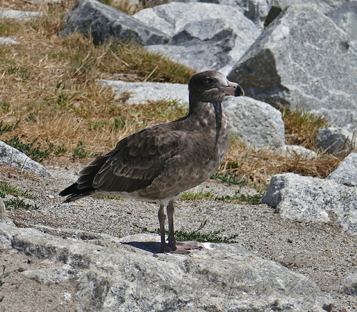 Pacific Gullstands on the rocky Tooradin foreshore