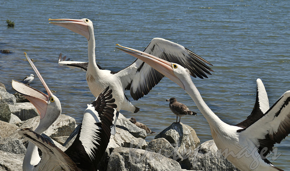 Pelicans compete for a fishermans offcuts of fish at Tooradin
