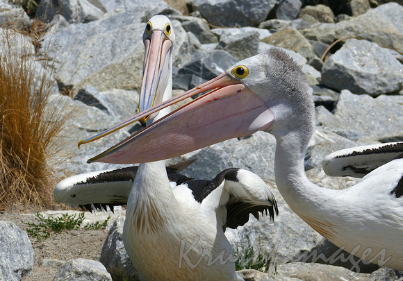 Pelicans close up on Tooradin foreshore
