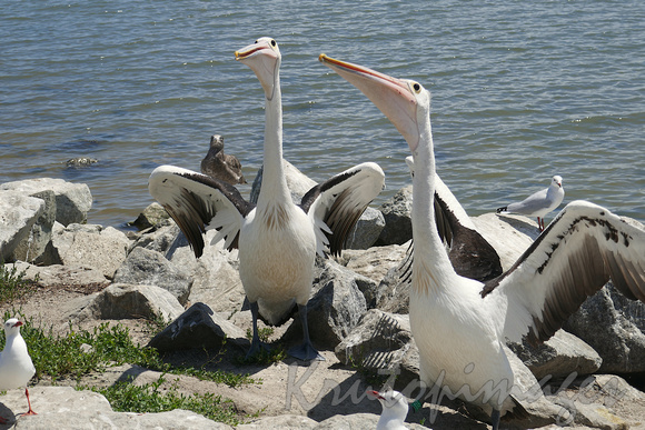 Pelicans eagerly await a fishermans offcuts at Tooradin foreshore