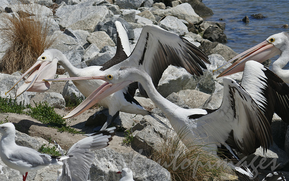 Pelicans fight over the spoils of a fisherman