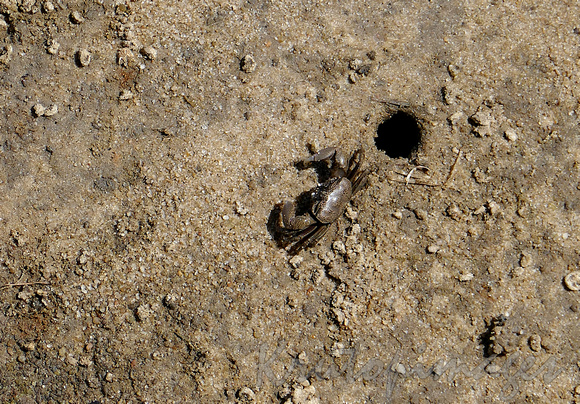 Tiny mud crab nears home on Tooradin foreshore