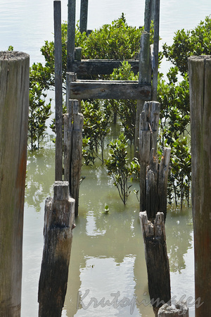 Tooradin old timber jetty remains lead out through the mangroves