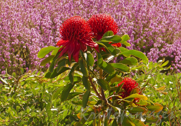 Telopea Braidwood Brilliant a Proteaceae in Aust native garden2