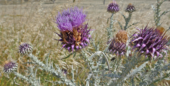 thistle and insect-1070894