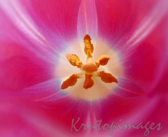 Tulips -looking inside at the yellow stamen-2