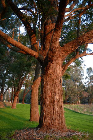 the late sun bathes generic gumtrees in Beechworth ,Victoria portraying a warmth appearance