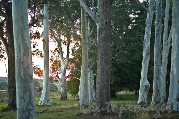 Forest of generic gumtrees in the Beechworth district of Victoria