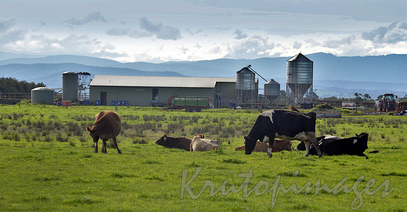 dairy cattle with farming and Dandenong ranges backdropSouth east Victoria